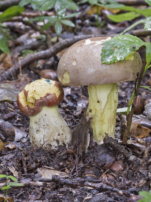 hríb Boletus sp.