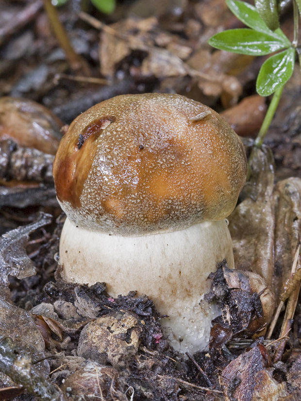 hríb Boletus sp.