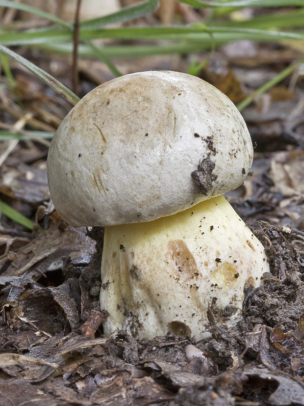 hríb striebristý Butyriboletus fechtneri (Velen.) D. Arora & J.L. Frank