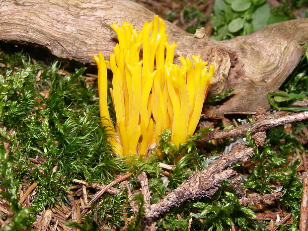 parôžkovec lepkavý Calocera viscosa (Pers.) Fr.