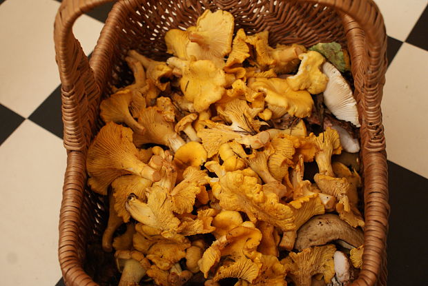 kuriatko Cantharellus sp.