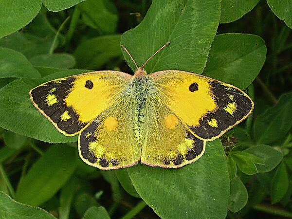 žltáčik vičencový Colias crocea ♀