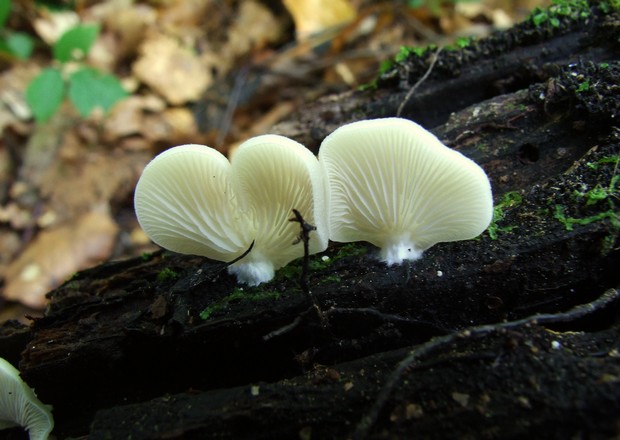 pahliva plochá? Crepidotus applanatus? (Pers.ex Pers.) Kumm.