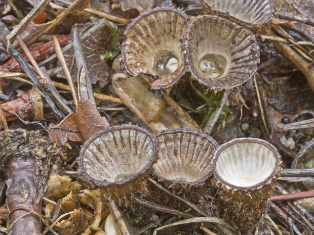 čiaškovec pásikavý Cyathus striatus (Huds.) Willd.