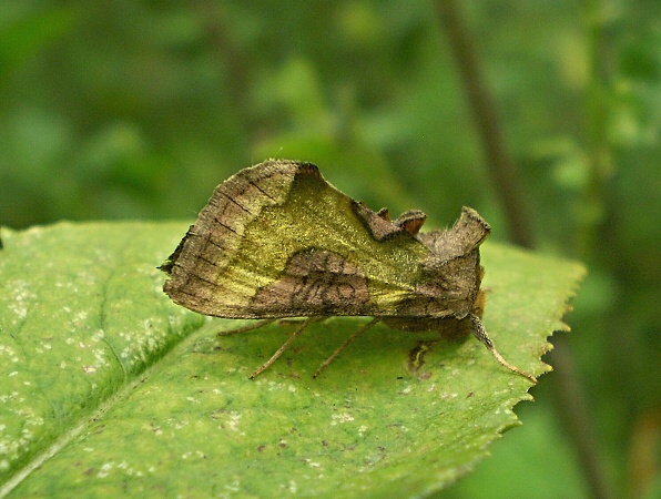 mora Tuttova Diachrysia stenochrysis