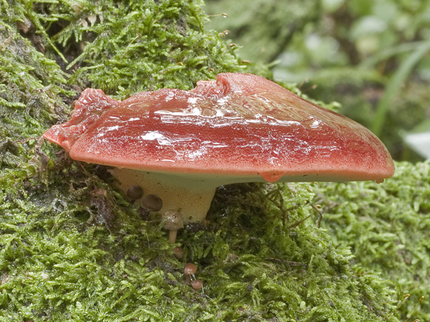 pečeňovec dubový Fistulina hepatica (Schaeff.) With.