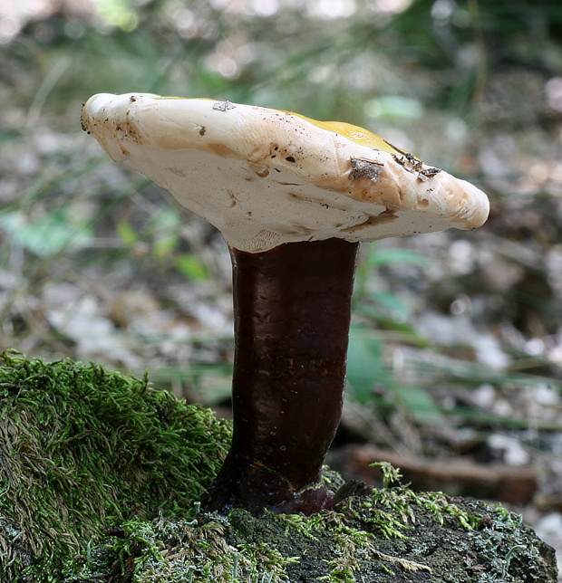 lesklokôrovka obyčajná Ganoderma lucidum (Curtis) P. Karst.