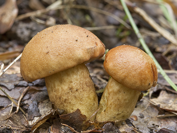 hríbnik gaštanovohnedý Gyroporus castaneus (Bull.) Quél.