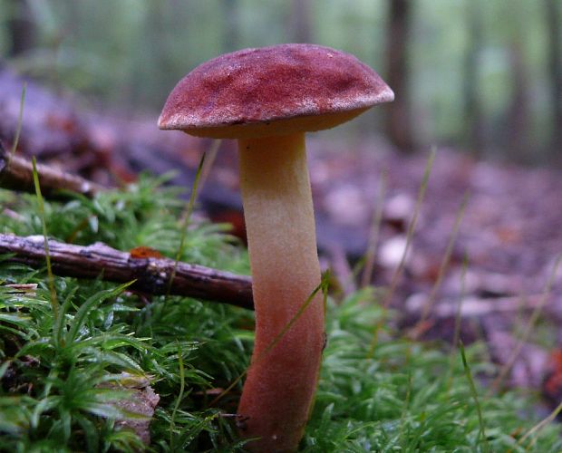 suchohríb karmínový Hortiboletus rubellus (Krombh.) Simonini, Vizzini & Gelardi