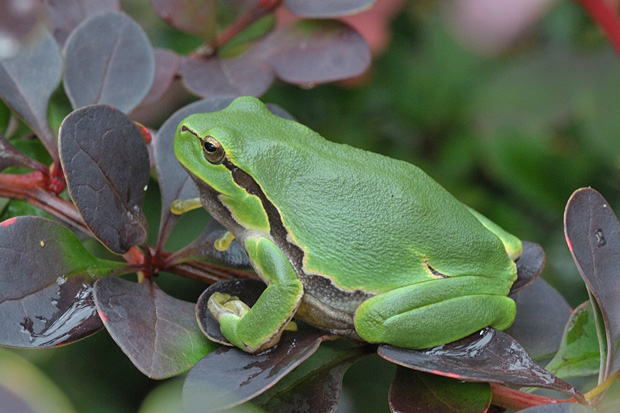 rosnička zelená Hyla arborea