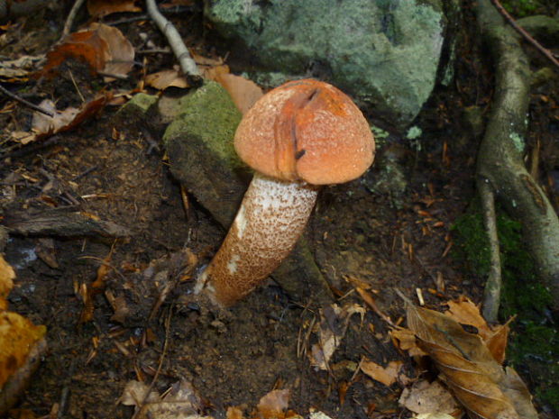 kozák dubový Leccinum aurantiacum (Bull.) Gray