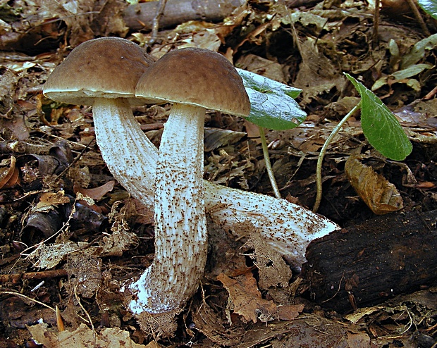 kozák hrabový Leccinum pseudoscabrum (Kallenb.) Šutara