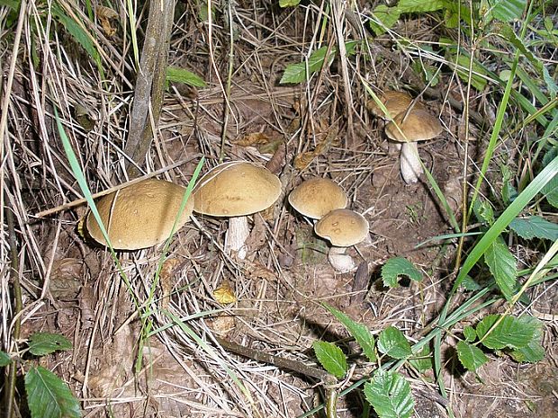 kozák hrabový Leccinum pseudoscabrum (Kallenb.) Šutara