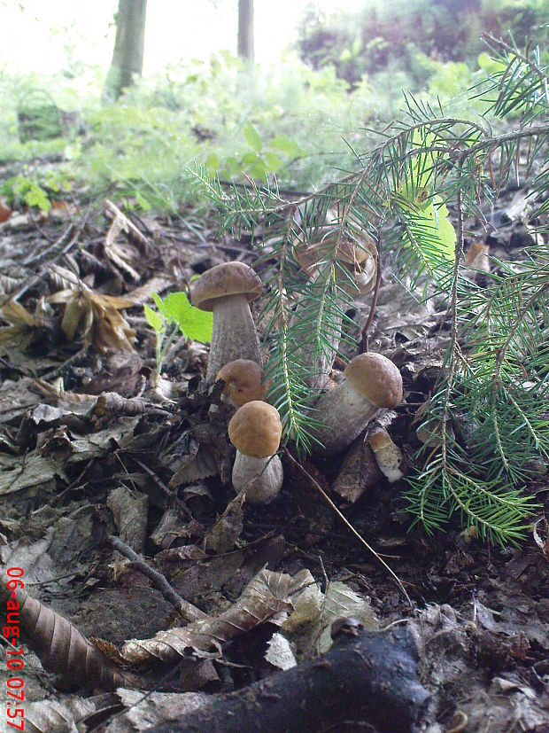 kozák hrabový Leccinum pseudoscabrum (Kallenb.) Šutara