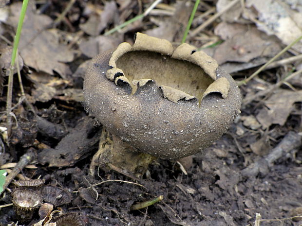 rozpadavec dlabaný Lycoperdon utriforme Bull.