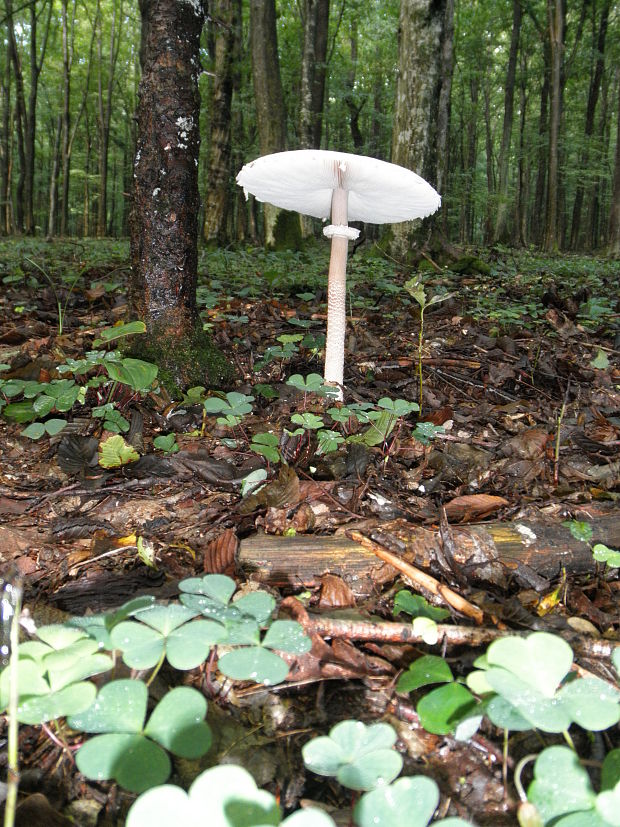 bedľa vysoká Macrolepiota procera (Scop.) Singer