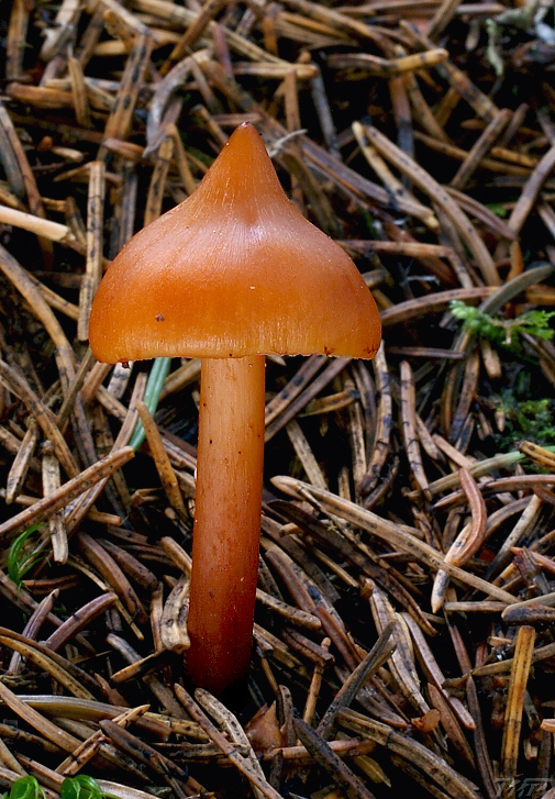 koreňovica škoricovohnedá Phaeocollybia christinae (Fr.) R. Heim