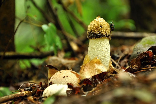 hadovka smradľavá Phallus impudicus L.