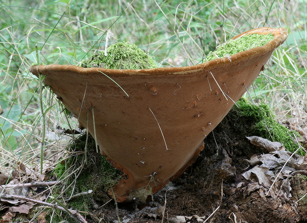 ohňovec hrboľkatý Phellinus torulosus (Pers.) Bourdot & Galzin