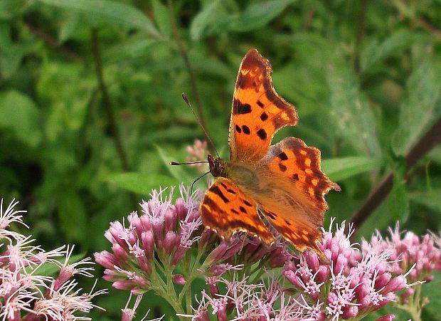 babôčka zubatokrídla  Polygonia c-album