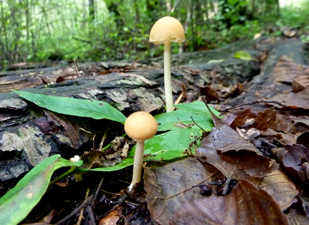 drobuľka Psathyrella sp.