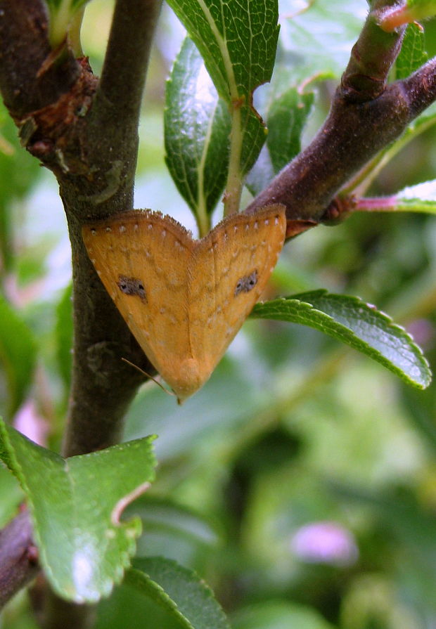 pamora trávová  Rivula sericealis