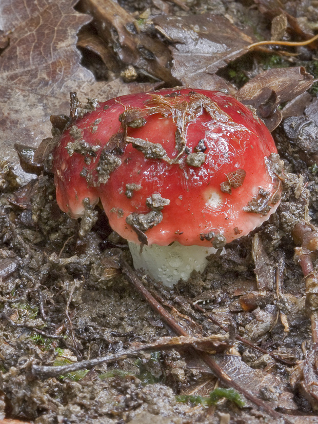 plávka Russula sp.