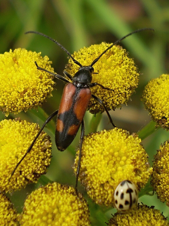 fuzáč. Stenurella bifasciata