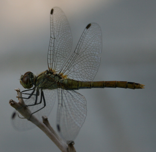 vážka červená Sympetrum sanguineum Müller, 1764