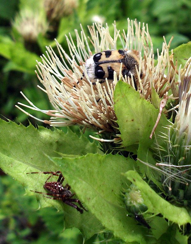 chlpáčik škvrnitý a križiak obyčajný  Trichius fasciatus a araneus diadematus