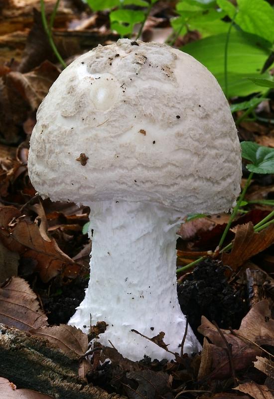 muchotrávka šiškovitá Amanita strobiliformis Gonn. & Rabenh.