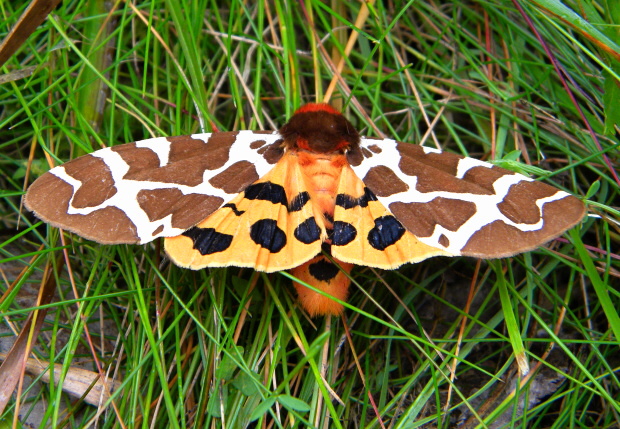 spriadač medvedí Arctia caja (Linnaeus, 1758)