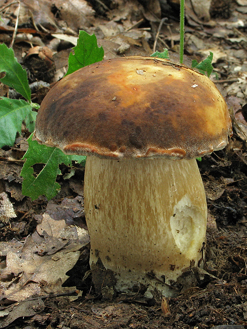 hríb bronzový Boletus aereus Bull. ex Fr.