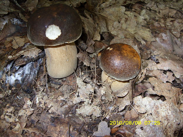 hríb bronzový Boletus aereus Bull. ex Fr.