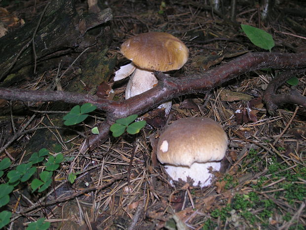 hríb smrekový Boletus edulis Bull.