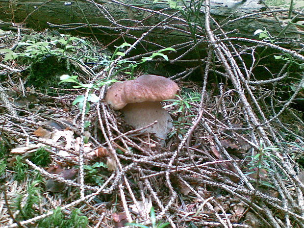 hríb smrekový Boletus edulis Bull.