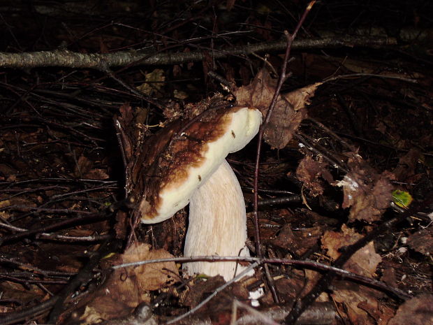 hríb smrekový Boletus edulis Bull.