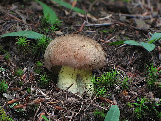 hríb príveskatý Butyriboletus appendiculatus (Schaeff. ex Fr.) Secr.