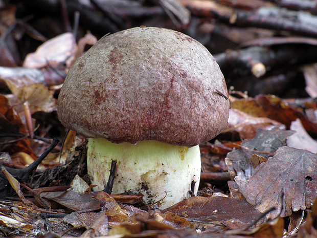 hríb príveskatý Butyriboletus appendiculatus (Schaeff. ex Fr.) Secr.