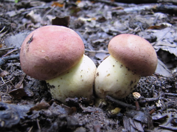 hríb kráľovský Butyriboletus regius (Krombh.) D. Arora & J.L. Frank