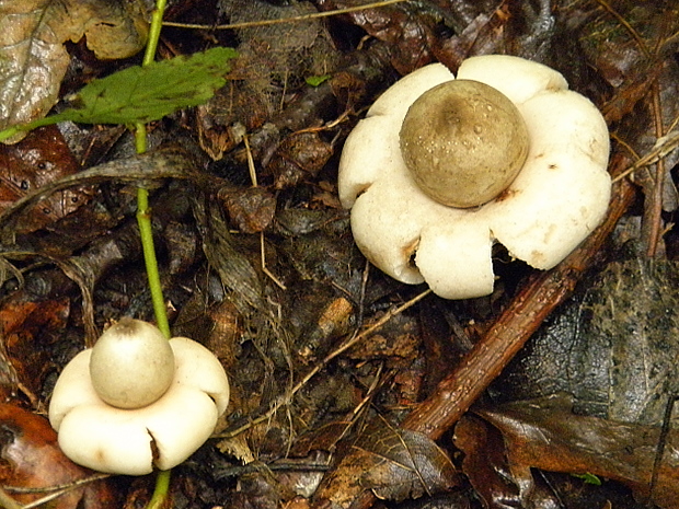 hviezdovka strapkatá Geastrum fimbriatum Fr.