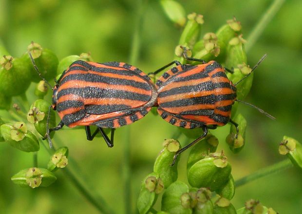 bzdocha pásavá  Graphosoma lineatum