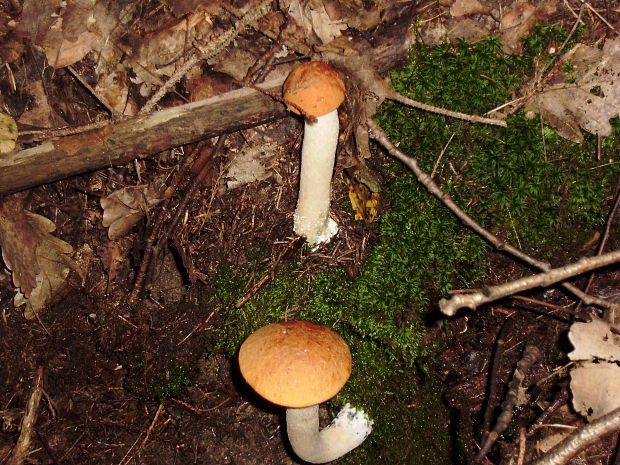 kozák osikový Leccinum albostipitatum den Bakker & Noordel.