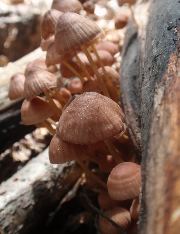 prilbička žltohlúbiková Mycena renati Quél.