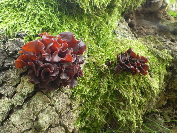 rôsolovka lupeňovitá Phaeotremella foliacea (Pers.) Wedin, J.C. Zamora & Millanes