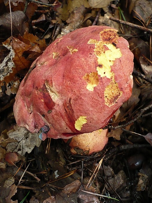 hríb Le Galovej Rubroboletus legaliae (Pilát & Dermek) Della Maggiora & Trassin.