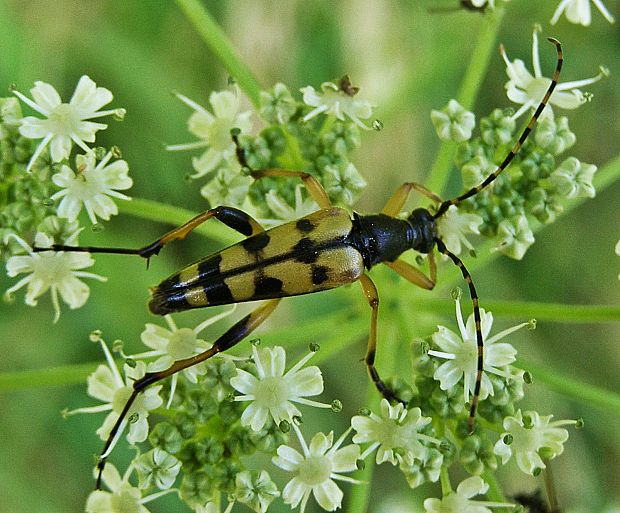 fuzáč škvrnitý Rutpela maculata