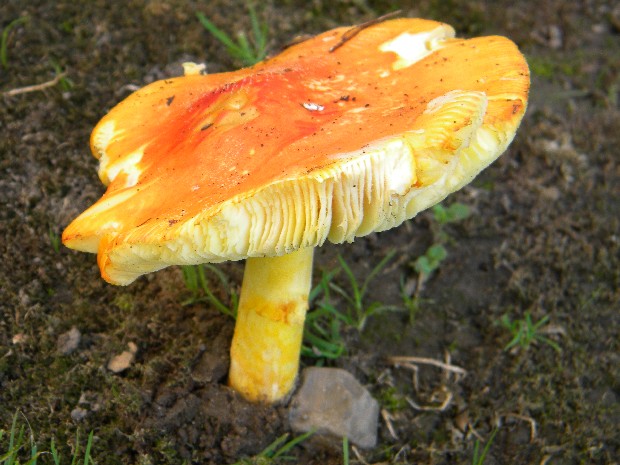 muchotrávka cisárska Amanita caesarea (Scop.) Pers.