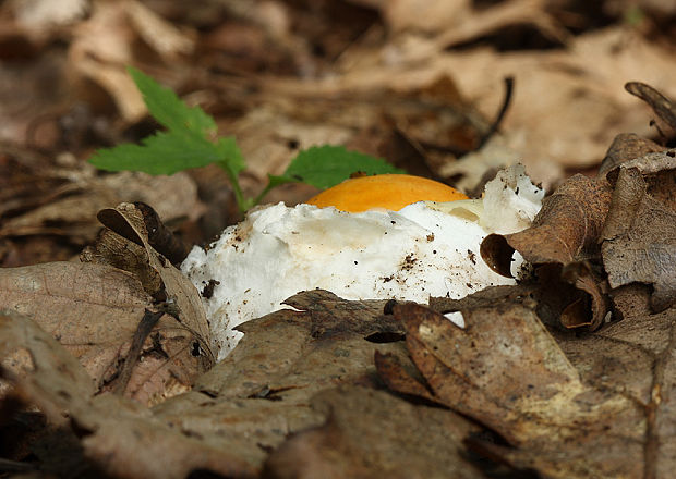 muchotrávka cisárska Amanita caesarea (Scop.) Pers.