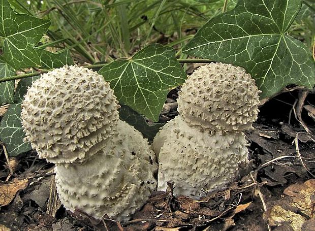 Muchotrávka ostnatá  Amanita echinocephala (Vittad.) Quél.